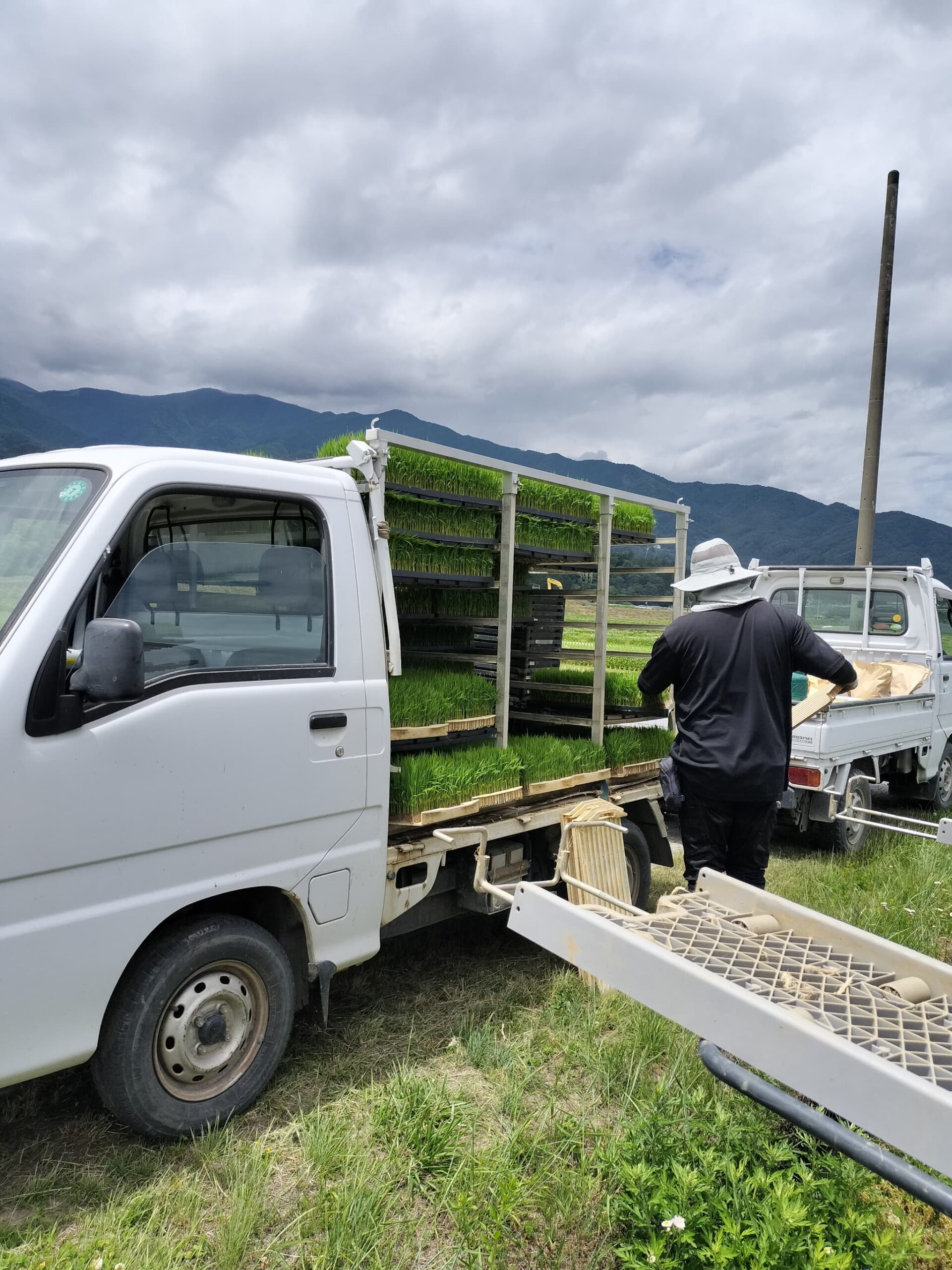 契約農家 風さやか - 有限会社入口蔦屋